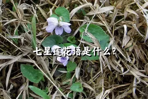 七星莲花语是什么？