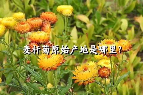 麦杆菊原始产地是哪里？