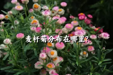 麦杆菊分布在哪里?