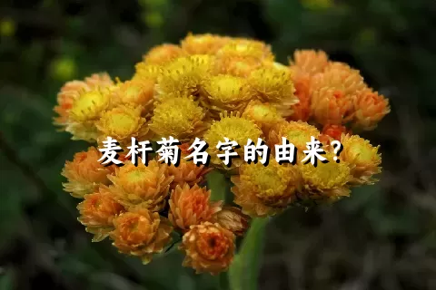 麦杆菊名字的由来？