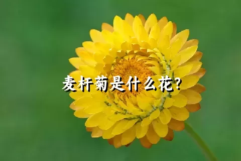 麦杆菊是什么花？