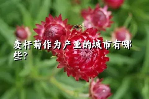 麦杆菊作为产业的城市有哪些？