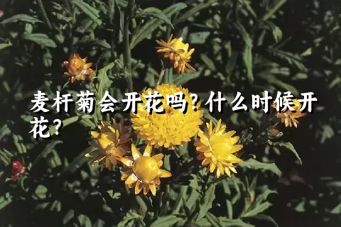 麦杆菊会开花吗？什么时候开花？