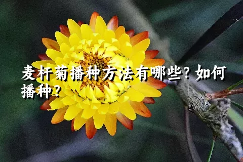 麦杆菊播种方法有哪些？如何播种？