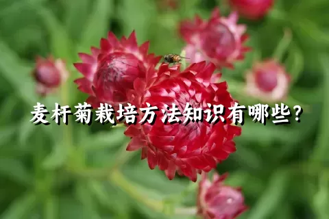 麦杆菊栽培方法知识有哪些？