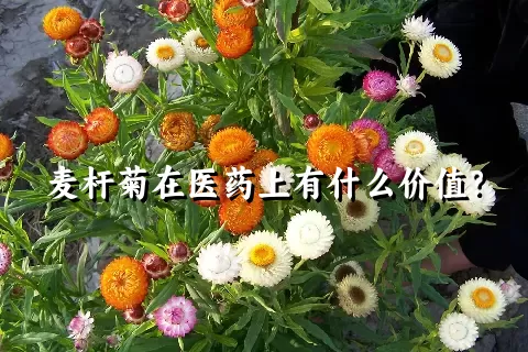 麦杆菊在医药上有什么价值？