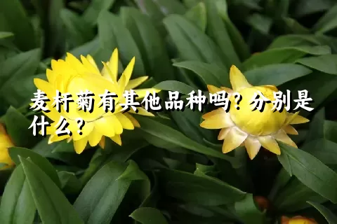 麦杆菊有其他品种吗？分别是什么？