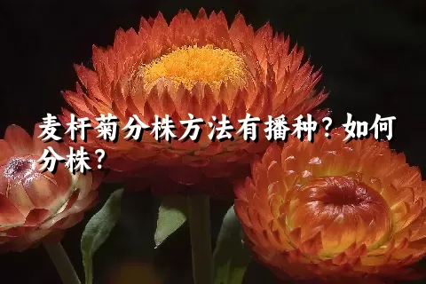 麦杆菊分株方法有播种？如何分株？