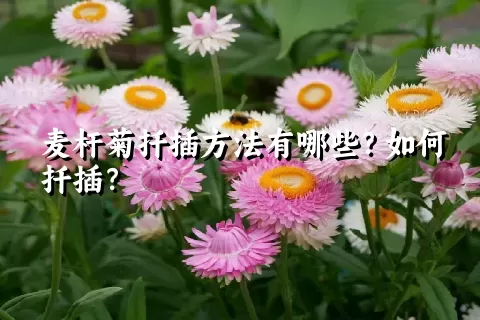 麦杆菊扦插方法有哪些？如何扦插？