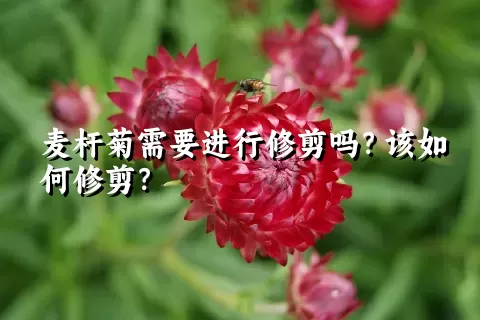 麦杆菊需要进行修剪吗？该如何修剪？