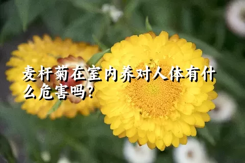 麦杆菊在室内养对人体有什么危害吗？