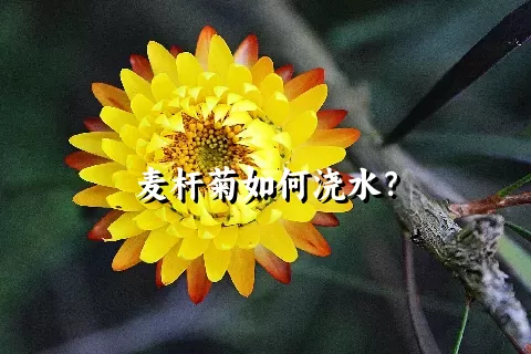 麦杆菊如何浇水？