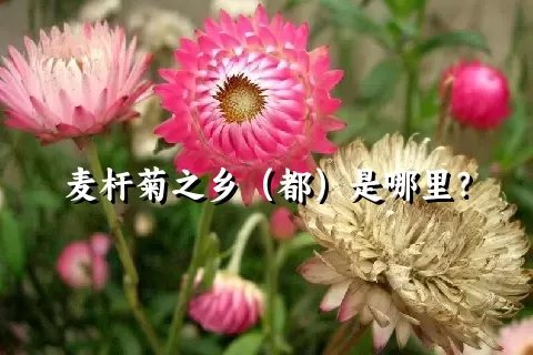 麦杆菊之乡（都）是哪里？