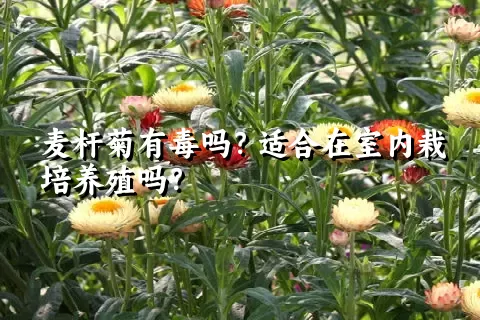 麦杆菊有毒吗？适合在室内栽培养殖吗？