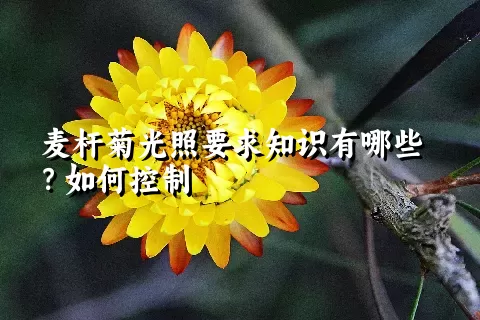 麦杆菊光照要求知识有哪些？如何控制