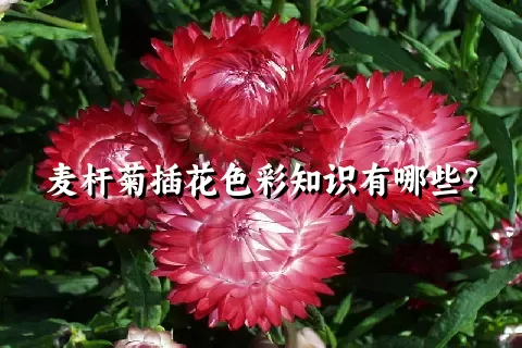 麦杆菊插花色彩知识有哪些？