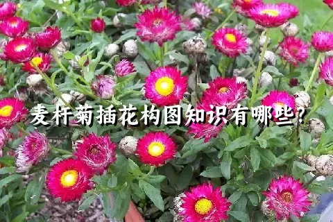 麦杆菊插花构图知识有哪些？