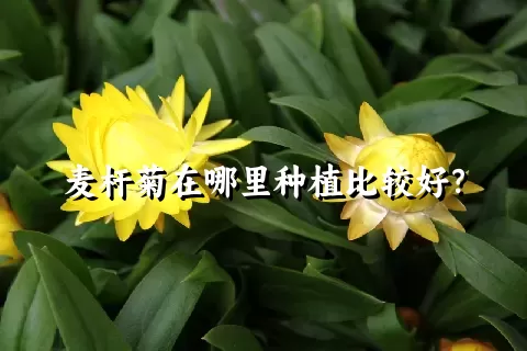 麦杆菊在哪里种植比较好？