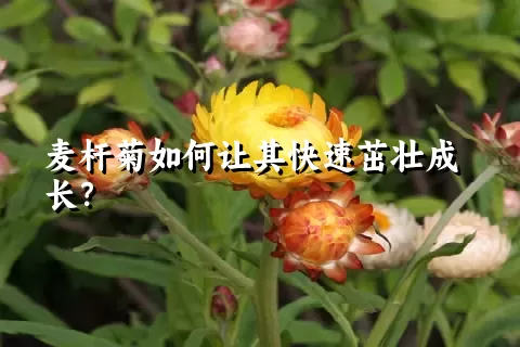 麦杆菊如何让其快速茁壮成长？