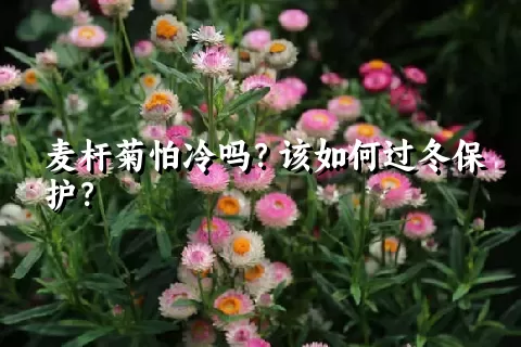 麦杆菊怕冷吗？该如何过冬保护？