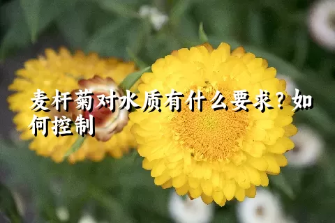 麦杆菊对水质有什么要求？如何控制