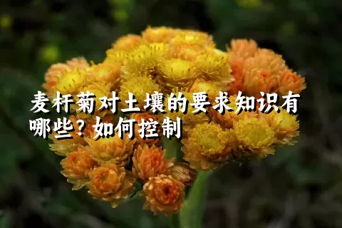 麦杆菊对土壤的要求知识有哪些？如何控制