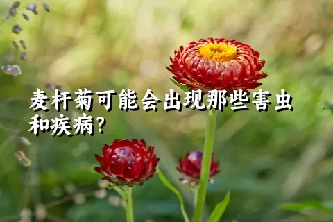 麦杆菊可能会出现那些害虫和疾病？