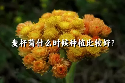 麦杆菊什么时候种植比较好？