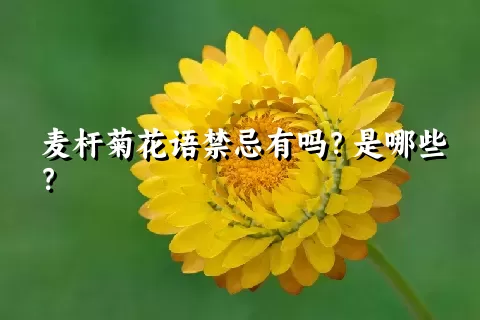 麦杆菊花语禁忌有吗？是哪些？