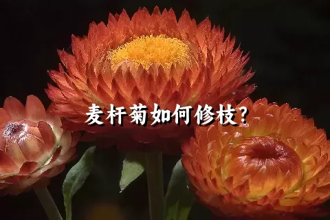 麦杆菊如何修枝？