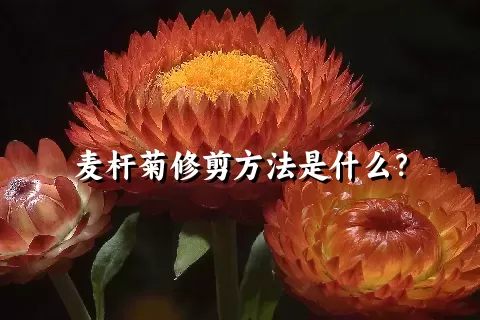 麦杆菊修剪方法是什么？