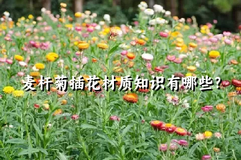 麦杆菊插花材质知识有哪些？