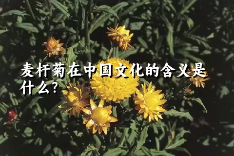 麦杆菊在中国文化的含义是什么？