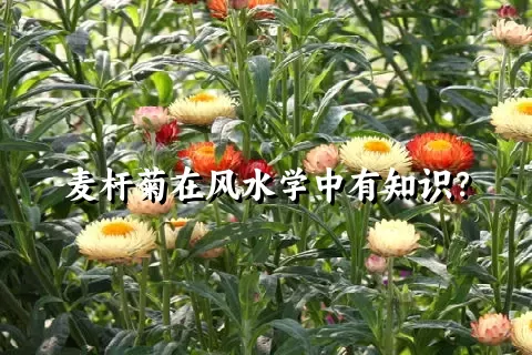 麦杆菊在风水学中有知识？