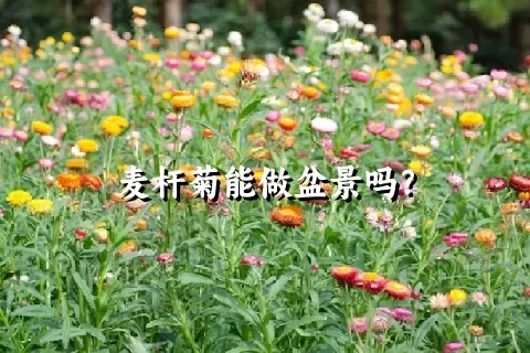 麦杆菊能做盆景吗？