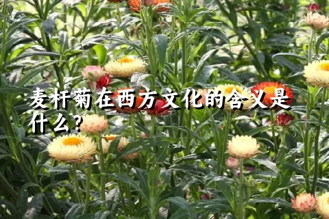 麦杆菊在西方文化的含义是什么？