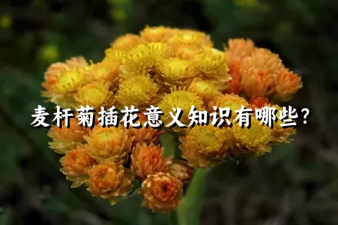 麦杆菊插花意义知识有哪些？