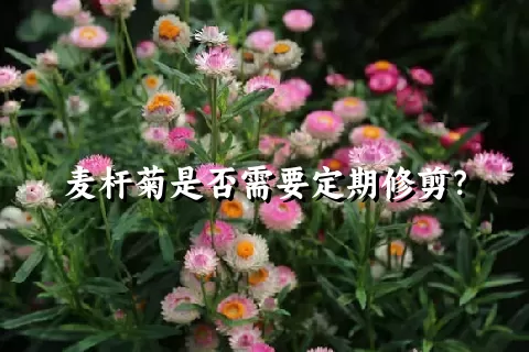 麦杆菊是否需要定期修剪？