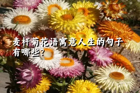 麦杆菊花语寓意人生的句子有哪些？