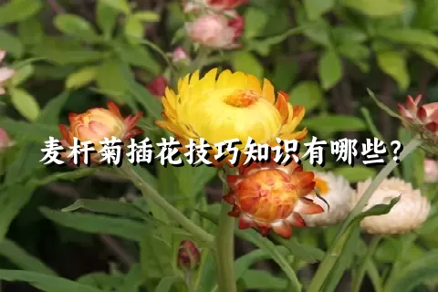 麦杆菊插花技巧知识有哪些？