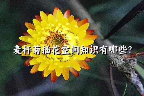 麦杆菊插花空间知识有哪些？