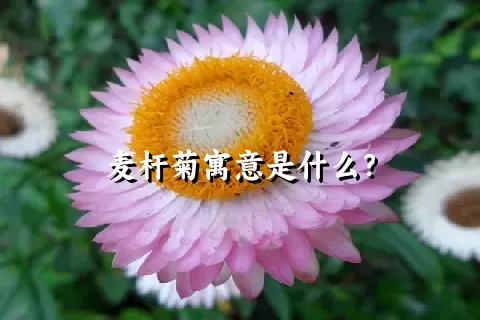 麦杆菊寓意是什么？