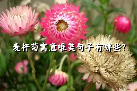 麦杆菊寓意唯美句子有哪些？