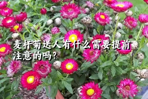 麦杆菊送人有什么需要提前注意的吗？