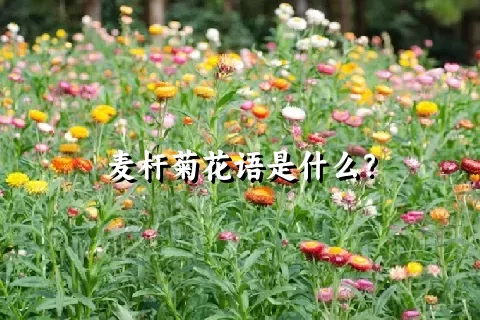 麦杆菊花语是什么？