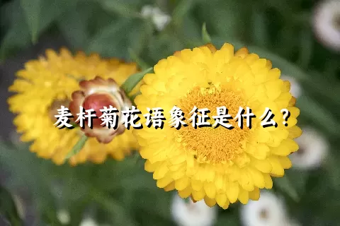 麦杆菊花语象征是什么？