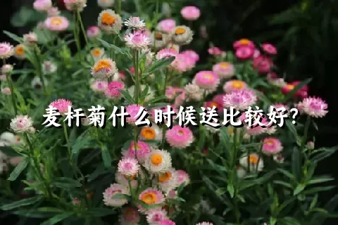 麦杆菊什么时候送比较好？