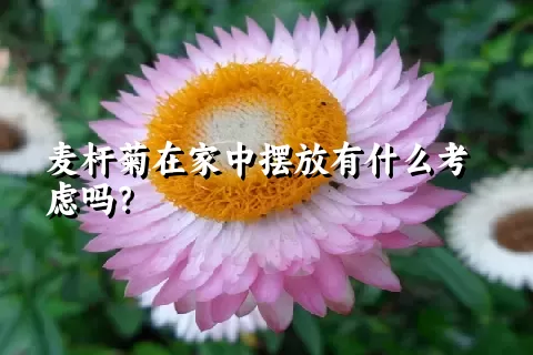 麦杆菊在家中摆放有什么考虑吗？