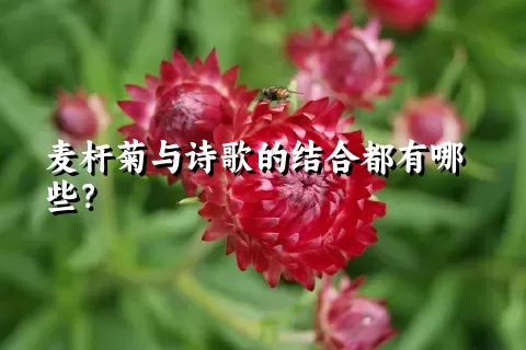 麦杆菊与诗歌的结合都有哪些？