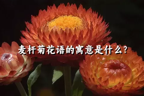 麦杆菊花语的寓意是什么？